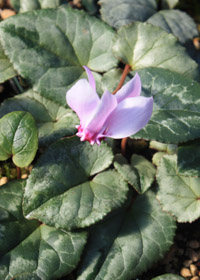 Cyclamen hederifolium